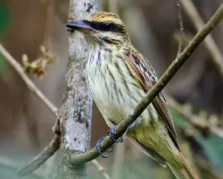 Myiodynastes maculatus