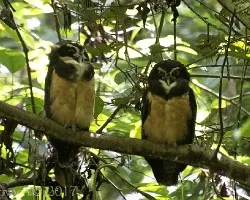 Pulsatrix perspicillata