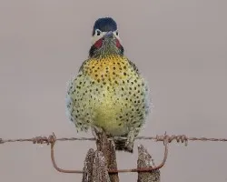 Colaptes melanochloros