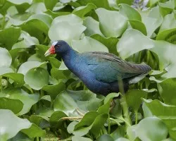 Porphyrio martinicus