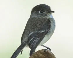 Empidonax atriceps