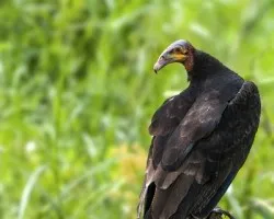 Cathartes burrovianus