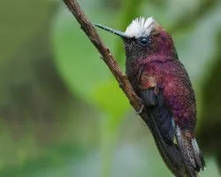 Microchera albocoronata