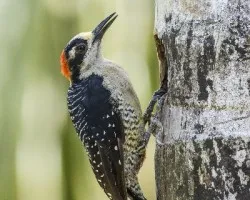 Melanerpes pucherani