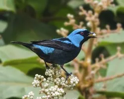 Dacnis venusta