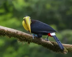 Ramphastos ambiguus
