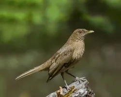 Turdus grayi