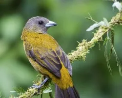 Ramphocelus passerinii