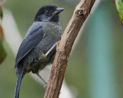 Pselliophorus tibialis