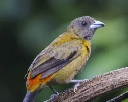 Ramphocelus passerinii