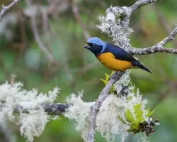 Euphonia elegantissima