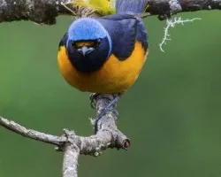Euphonia elegantissima
