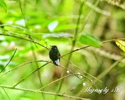 Eupherusa nigriventris