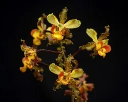 Cyrtopodium punctatum