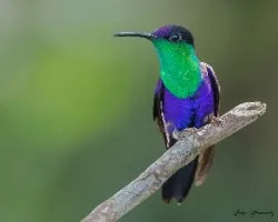 Thalurania colombica