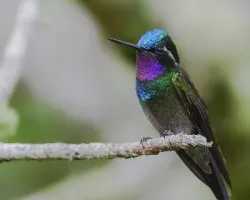 Lampornis calolaemus