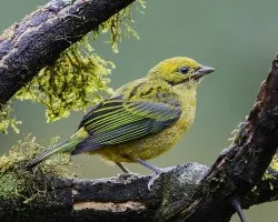 Tangara icterocephala