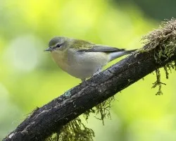 Oreothlypis peregrina