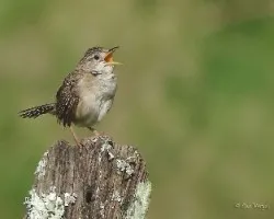 Cistothorus platensis