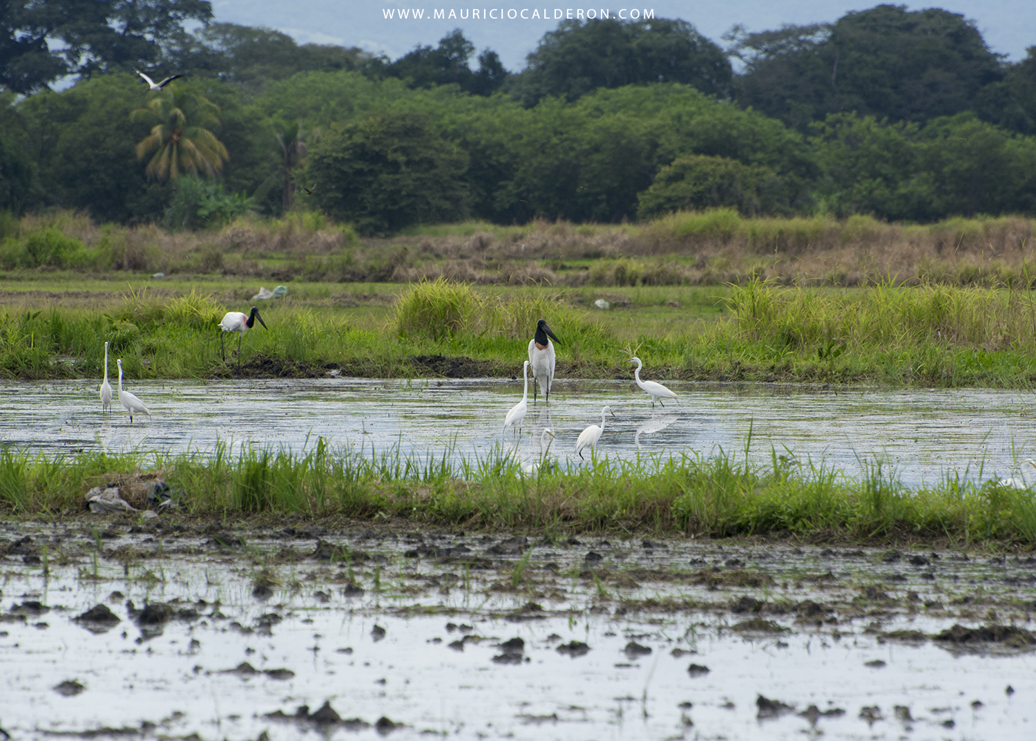 Hacienda Tamarindo, Falconiana, Bagaces