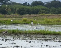 Jabiru mycteria