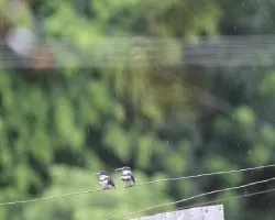 Chloroceryle americana