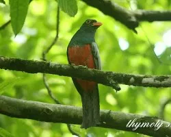 Trogon massena