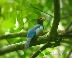 Trogon massena