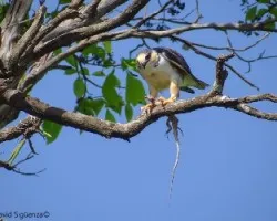 Gampsonyx swainsonii