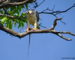 Gampsonyx swainsonii