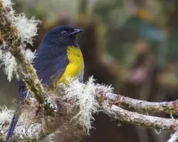 Phainoptila melanoxantha