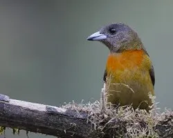 Ramphocelus costaricensis