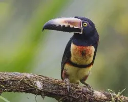 Pteroglossus torquatus