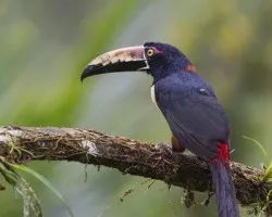 Pteroglossus torquatus