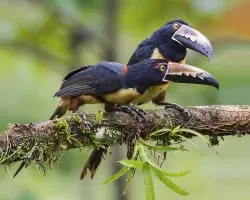 Pteroglossus torquatus