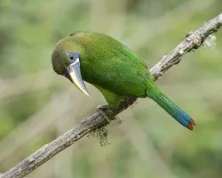 Aulacorhynchus prasinus