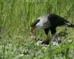 Caracara cheriway
