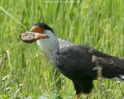 Caracara cheriway