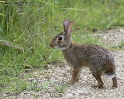 Sylvilagus floridanus