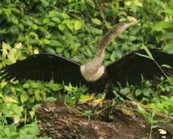 Anhinga anhinga