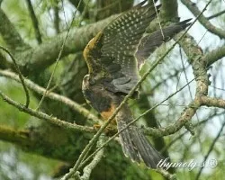 Falco femoralis