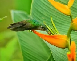 Chalybura urochrysia