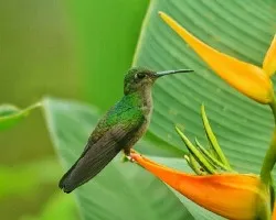 Chalybura urochrysia