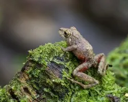 Pristimanus cerasinus