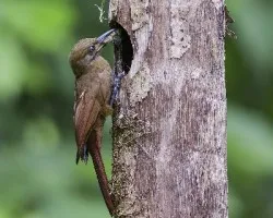 Dendrocincla fuliginosa