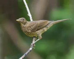 Turdus grayi