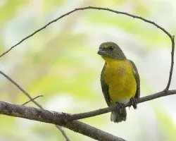 Euphonia hirundinacea