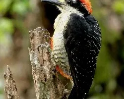 Melanerpes pucherani