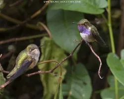 Selasphorus scintilla