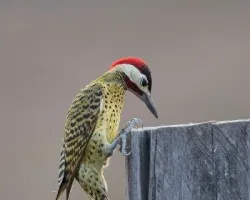 Colaptes melanochloros